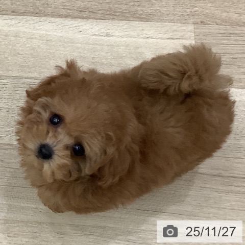 トイ・プードルの写真