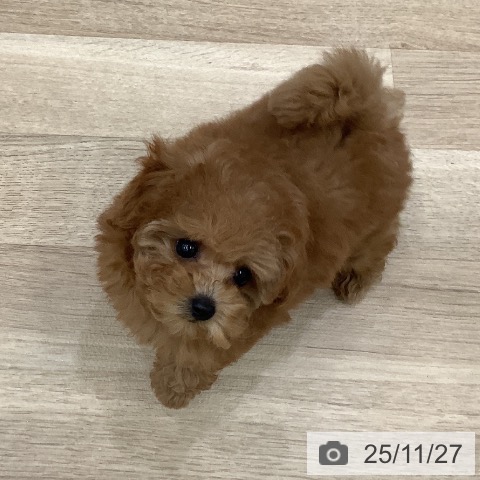 トイ・プードルの写真