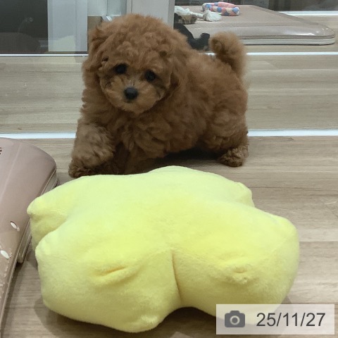 トイ・プードルの写真