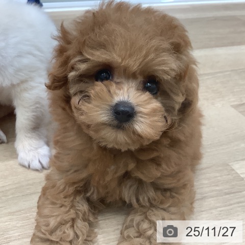 トイ・プードルの写真