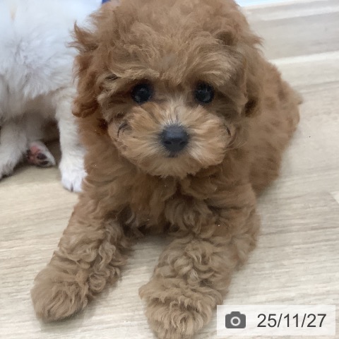 トイ・プードルの写真