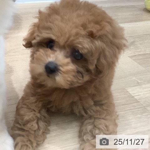 トイ・プードルの写真