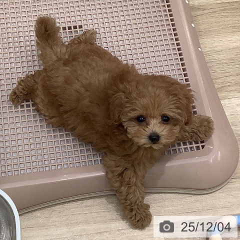 大阪府のトイプードル(トイ) (ペットプラス 鶴見店/2025年9月21日生まれ/女の子/オレンジフォーン)の子犬の3枚目の画像