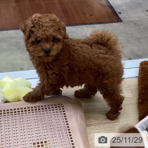 兵庫県のトイプードル(トイ) (ペットプラス 明石店/2025年9月21日生まれ/男の子/レッドフォーン)の子犬の4枚目の画像