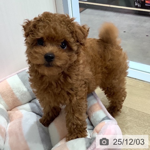 兵庫県のトイプードル(トイ) (ペットプラス 明石店/2025年9月21日生まれ/男の子/レッドフォーン)の子犬の3枚目の画像