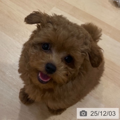 トイ・プードルの写真