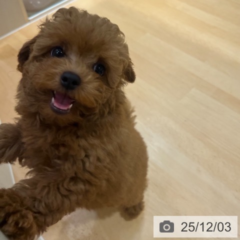 トイ・プードルの写真