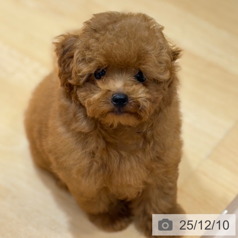 奈良県のトイプードル(トイ) (ペットプラス 大和郡山店/2025年9月24日生まれ/男の子/レッドフォーン)の子犬の3枚目の画像