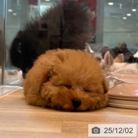 大阪府のトイプードル(トイ) (ペットプラス 堺北花田店/2025年9月24日生まれ/男の子/オレンジフォーン)の子犬の4枚目の画像