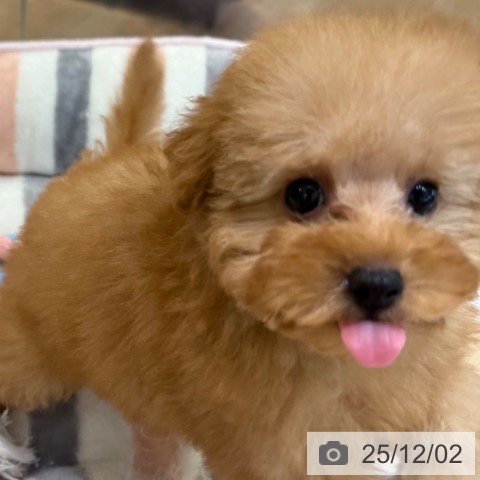 大阪府のトイプードル(トイ) (ペットプラス 堺北花田店/2025年9月24日生まれ/男の子/オレンジフォーン)の子犬の3枚目の画像