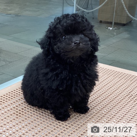 トイ・プードルの写真