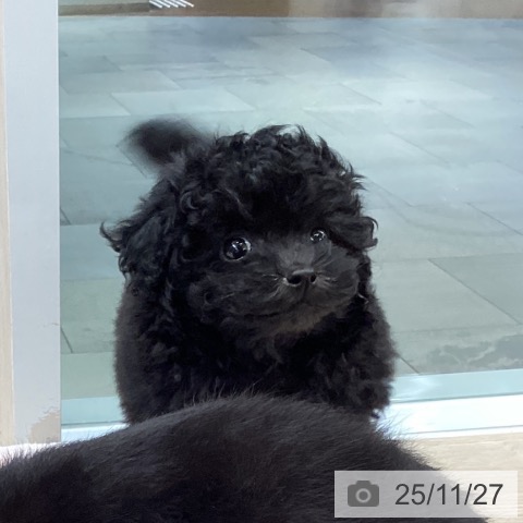 トイ・プードルの写真