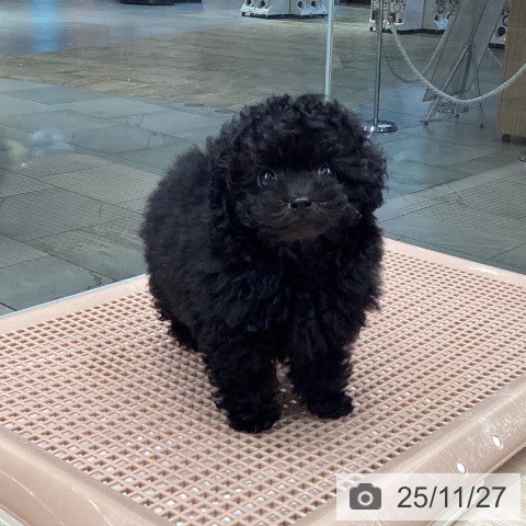 トイ・プードルの写真