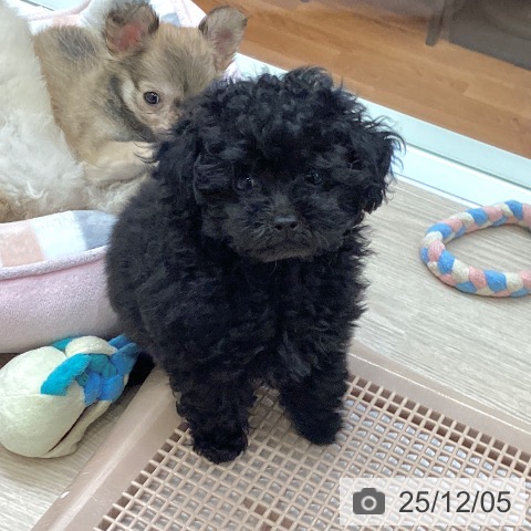 大阪府のトイプードル(トイ) (ペットプラス ららぽーと和泉店/2025年9月26日生まれ/女の子/ブラック)の子犬の3枚目の画像