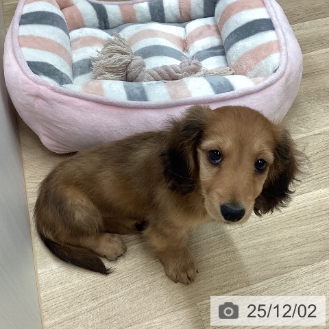 ミニチュア・ダックスフンドの写真