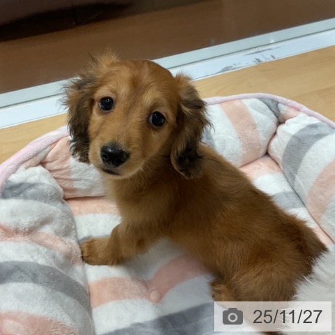 ミニチュア・ダックスフンドの写真