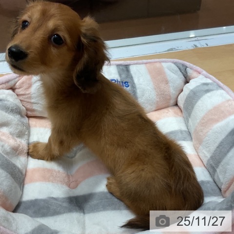 ミニチュア・ダックスフンドの写真