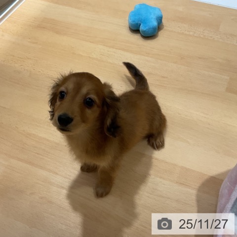 ミニチュア・ダックスフンドの写真