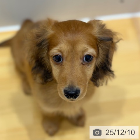 奈良県のミニチュアダックスフンド(ロング) (ペットプラス 大和郡山店/2025年9月23日生まれ/男の子/レッド)の子犬の3枚目の画像