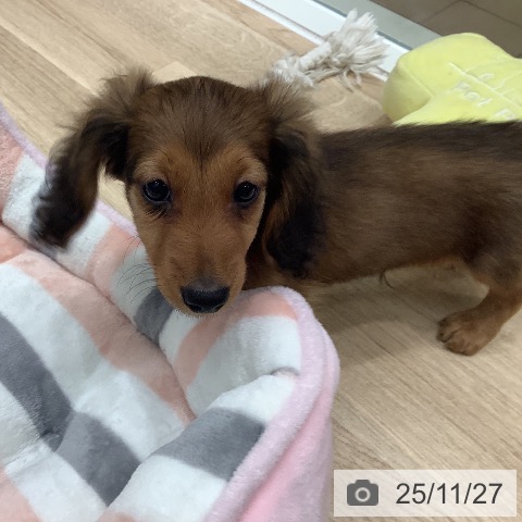 ミニチュア・ダックスフンドの写真