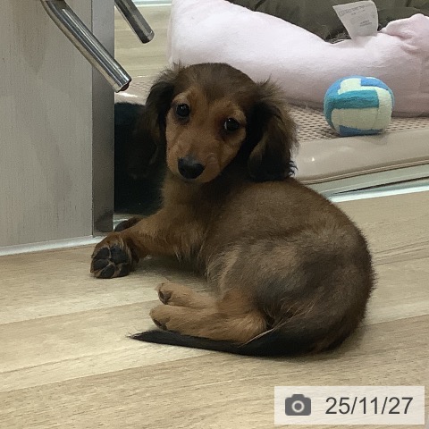 ミニチュア・ダックスフンドの写真