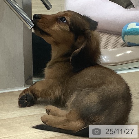 ミニチュア・ダックスフンドの写真