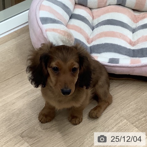 大阪府のミニチュアダックスフンド(ロング) (ペットプラス 鶴見店/2025年9月15日生まれ/男の子/シェーデットレッド)の子犬の3枚目の画像