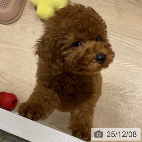 トイ・プードルの写真