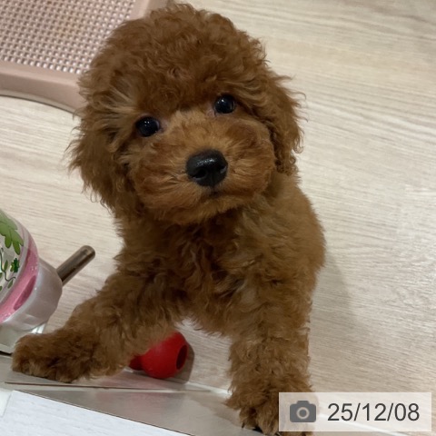 トイ・プードルの写真