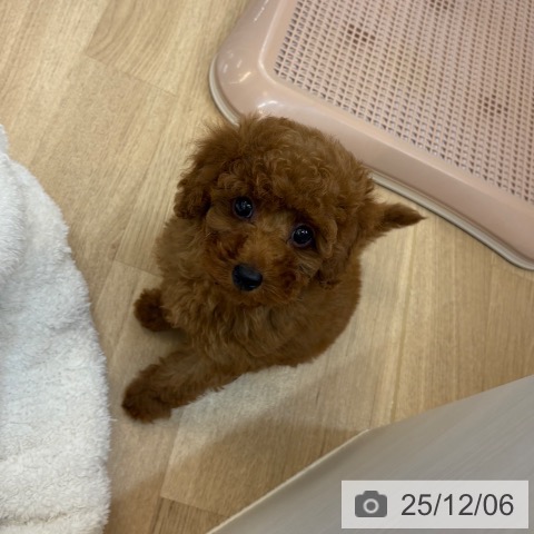 トイ・プードルの写真