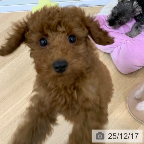 京都府のトイプードル(トイ) (ペットプラス 久御山店/2025年9月25日生まれ/男の子/レッド)の子犬の3枚目の画像