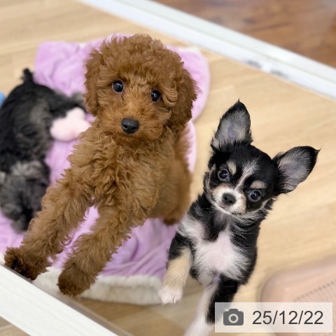 京都府のトイプードル(トイ) (ペットプラス 久御山店/2025年9月25日生まれ/男の子/レッド)の子犬の3枚目の画像