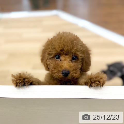 京都府のトイプードル(トイ) (ペットプラス 久御山店/2025年9月25日生まれ/男の子/レッド)の子犬の4枚目の画像