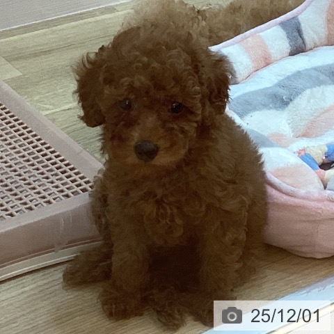 トイ・プードルの写真