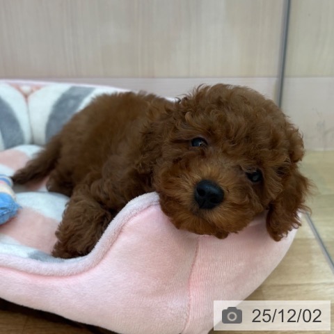 トイ・プードルの写真