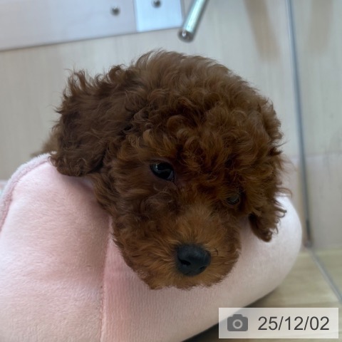 トイ・プードルの写真