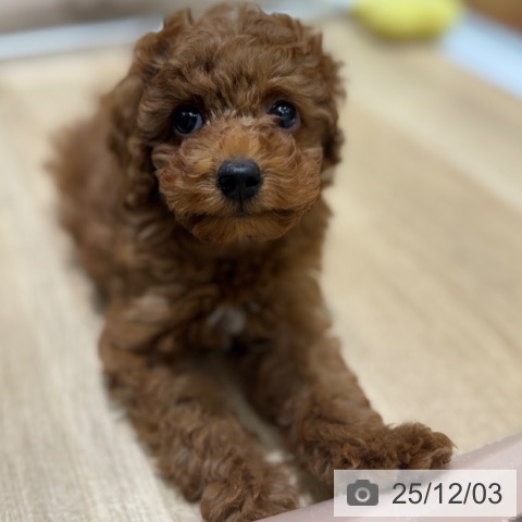 大阪府のトイプードル(トイ) (ペットプラス 四條畷店/2025年9月25日生まれ/女の子/レッド)の子犬の4枚目の画像