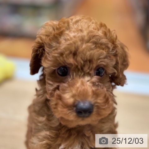 大阪府のトイプードル(トイ) (ペットプラス 四條畷店/2025年9月25日生まれ/女の子/レッド)の子犬の3枚目の画像