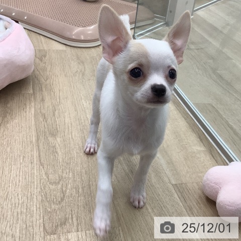 大阪府のチワワ(ロング) (ペットプラス りんくう泉南店/2025年9月18日生まれ/女の子/ホワイトクリーム)の子犬の4枚目の画像