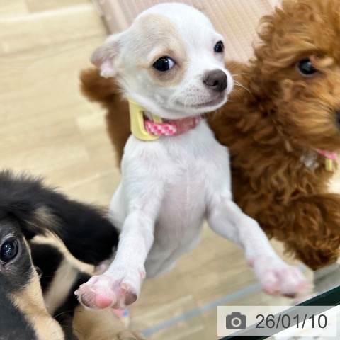 大阪府のチワワ(ロング) (ペットプラス 松原店/2025年9月18日生まれ/女の子/ホワイトクリーム)の子犬の4枚目の画像