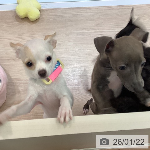 大阪府のチワワ(ロング) (ペットプラス 大阪ドームシティ店/2025年9月18日生まれ/女の子/ホワイトクリーム)の子犬の4枚目の画像