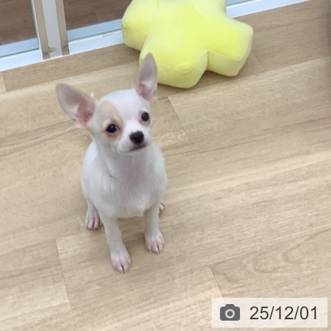 大阪府のチワワ(ロング) (ペットプラス りんくう泉南店/2025年9月18日生まれ/女の子/ホワイトクリーム)の子犬の3枚目の画像