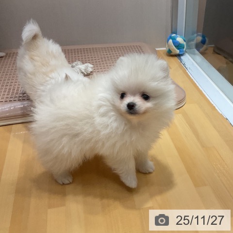 ポメラニアンの写真