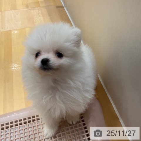 ポメラニアンの写真