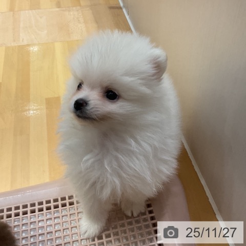 ポメラニアンの写真