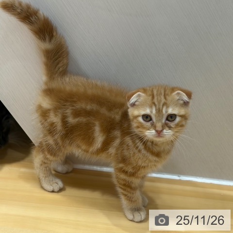 奈良県のスコティッシュフォールド (ペットプラス 大和郡山店/2025年9月23日生まれ/女の子/レッドタビー)の子猫の4枚目の画像