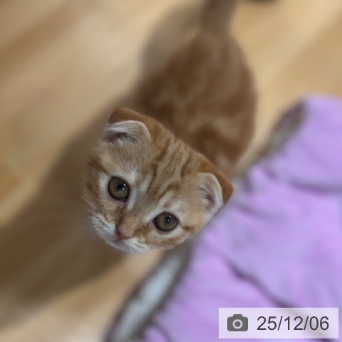 奈良県のスコティッシュフォールド (ペットプラス 大和郡山店/2025年9月23日生まれ/女の子/レッドタビー)の子猫の3枚目の画像