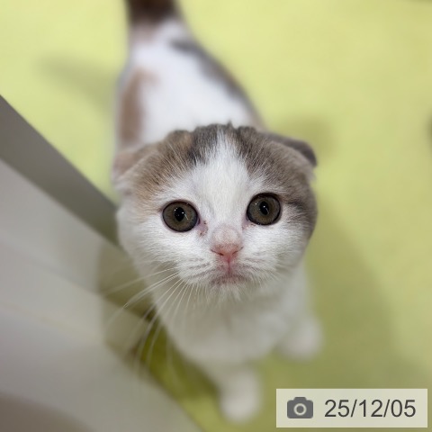 京都府のスコティッシュフォールド (ペットプラス 京都桂川店/2025年9月23日生まれ/女の子/ダイリュートキャリコ)の子猫の3枚目の画像