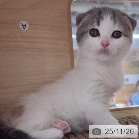 スコティッシュフォールドの写真