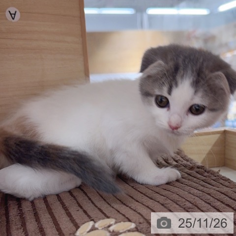 スコティッシュフォールドの写真